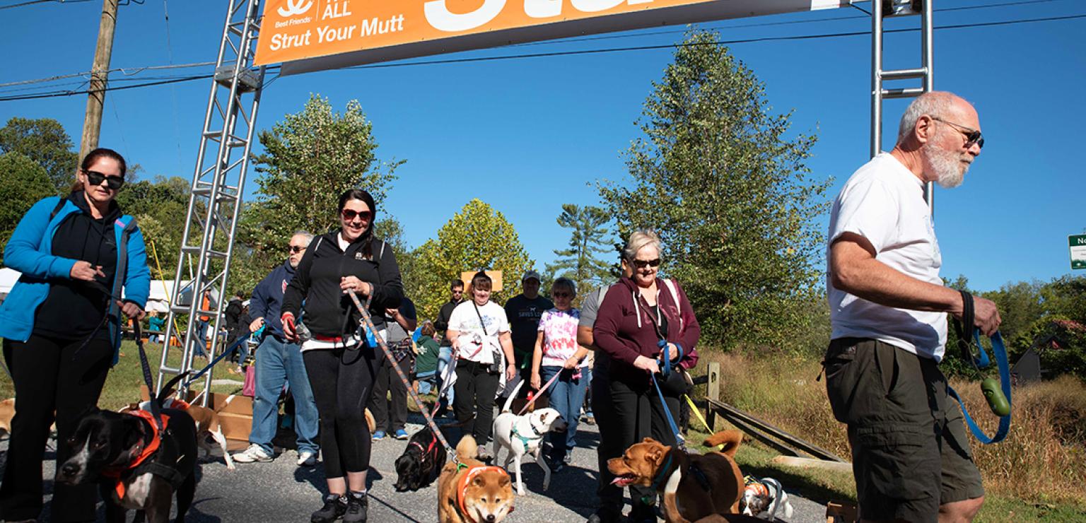 People at the start link with their dogs for a Strut Your Mutt event