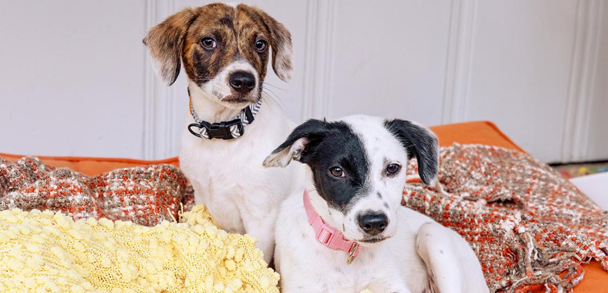 A black and white puppy and a brown and white puppy lying on some blankets next to one another