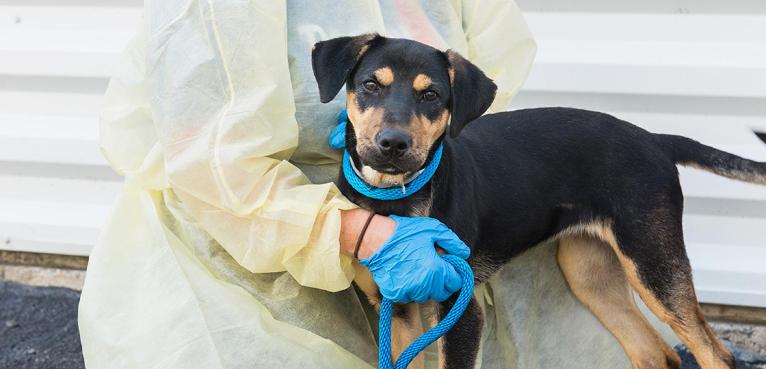 Black and tan dog standing next to a person wearing a protective gown and rubber gloves