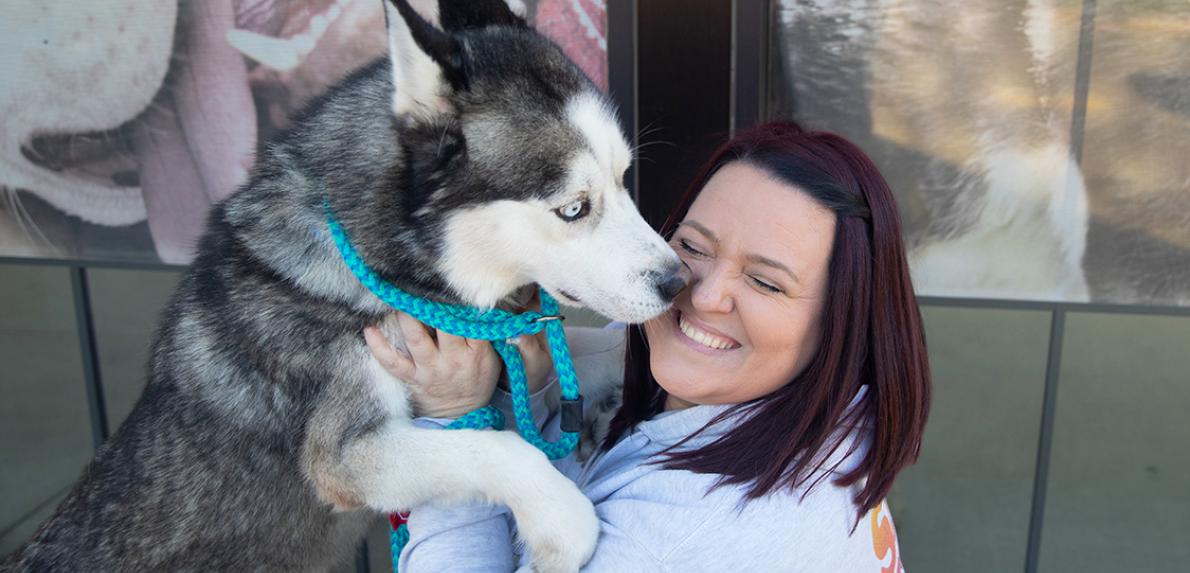 Huskey dog standing up on hind legs to kiss the face of a smiling person