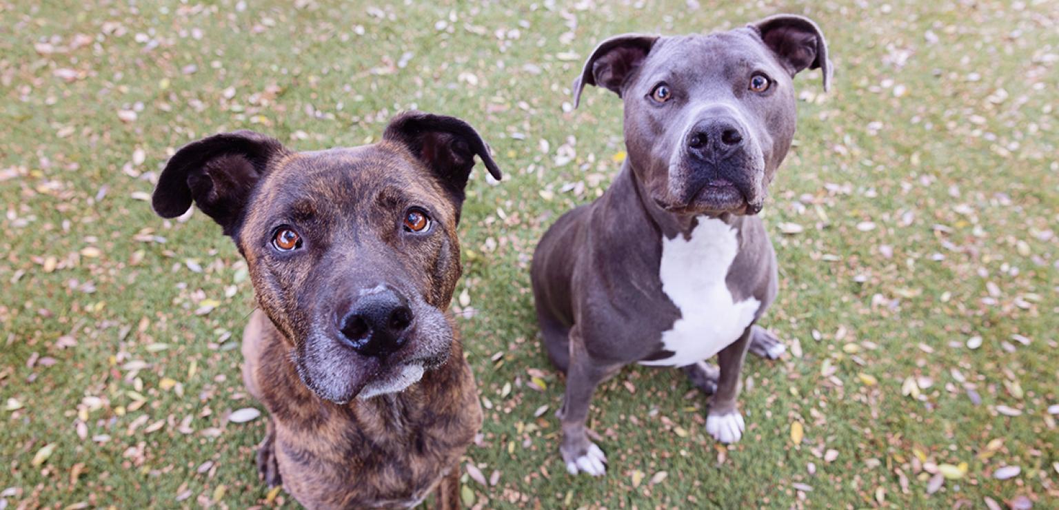 Two pit bull terrier type dogs (one brindle and one gray and white) sitting on the grass by each other