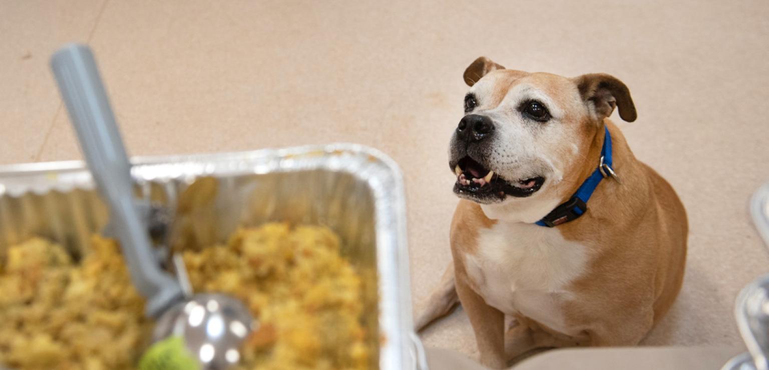 Brown and white dog looking up at a pan of stuffing with a scoop in it