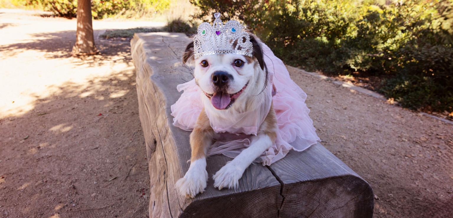 Dog wearing a tiara and a Quinceañera gown lying on a bench