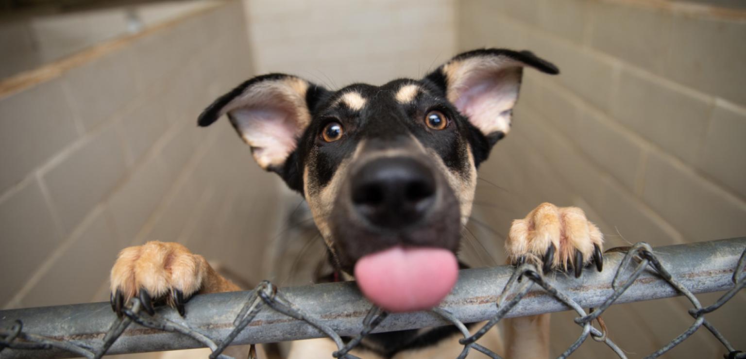 Black and tan dog with paws and face over the top of a chain-link fence whose tongue is out