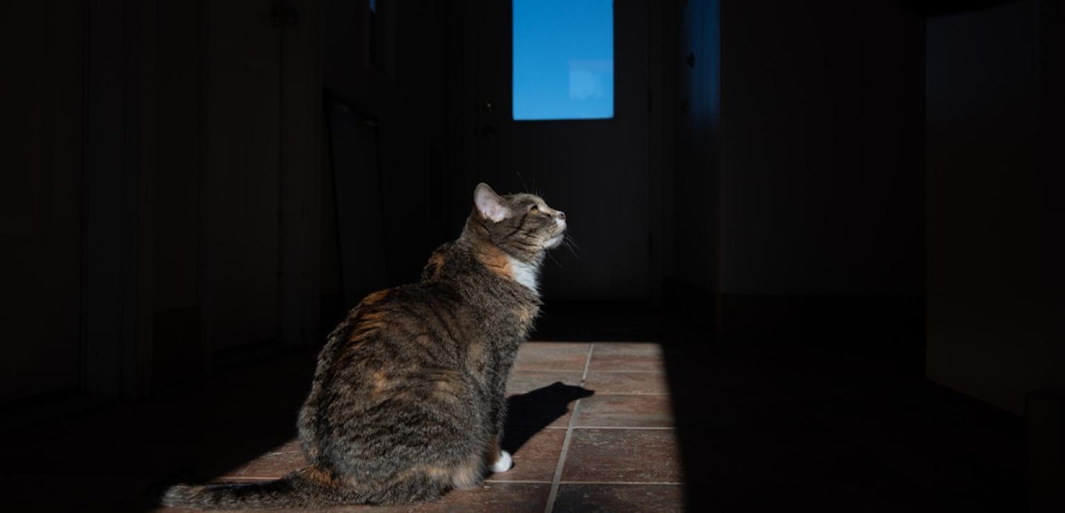 Cat sitting in a sunbeam coming through a window with a blue sky