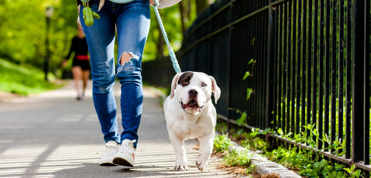 Person walking a white and brown dog on a leash outside on a sidewalk