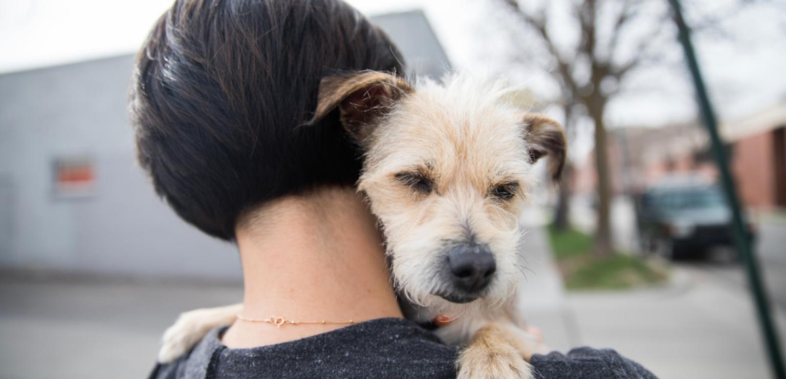Person holding a contented looking terrier dog over a shoulder
