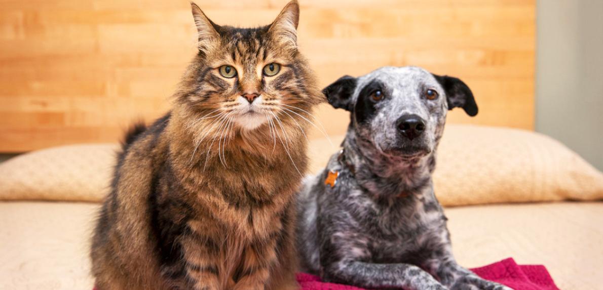 Cat and dog next to each other on a bed
