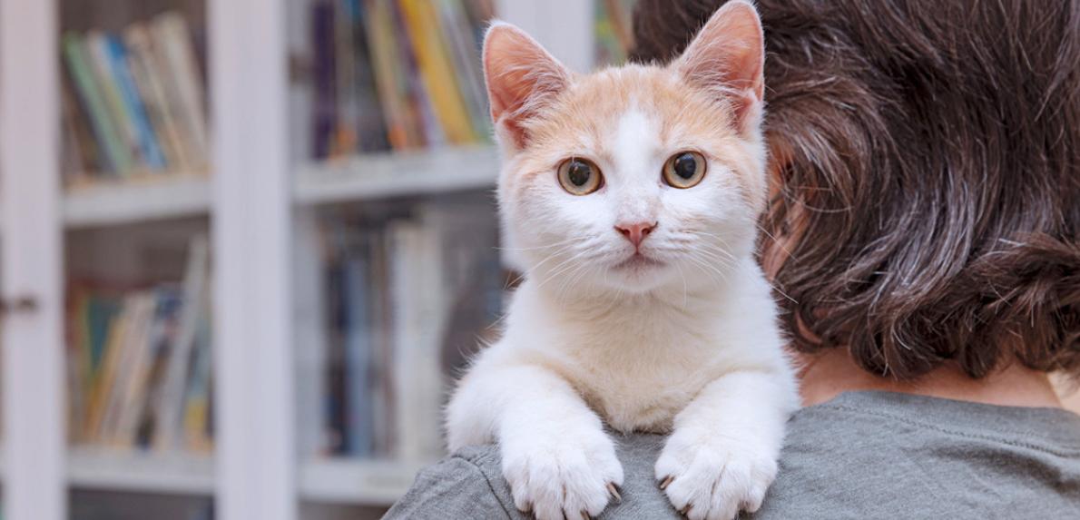 Cat lying over the shoulder of a person