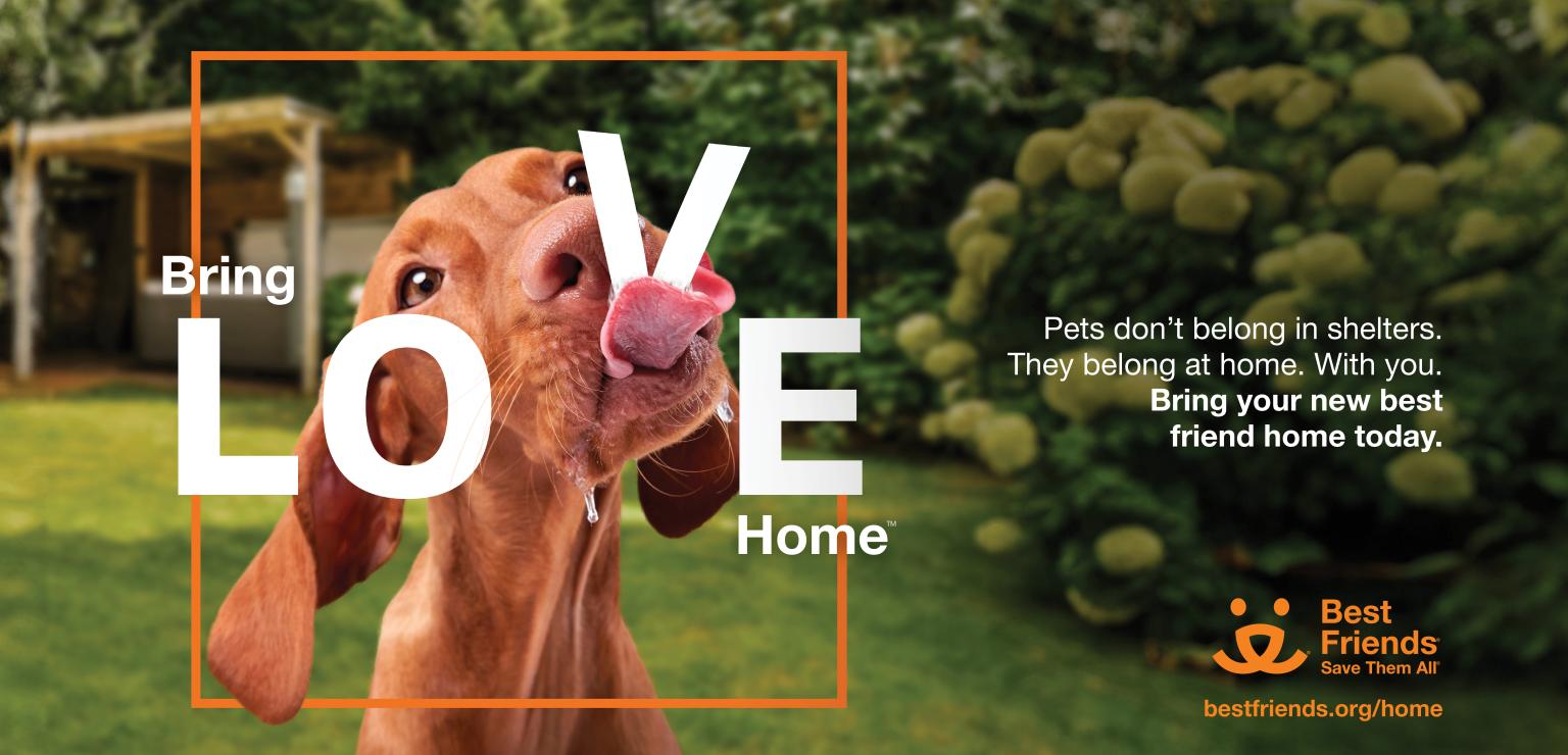 Bring Love Home Editorial Image Dog