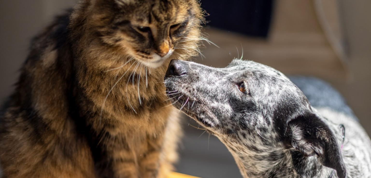 Dog and cat nose-to-nose