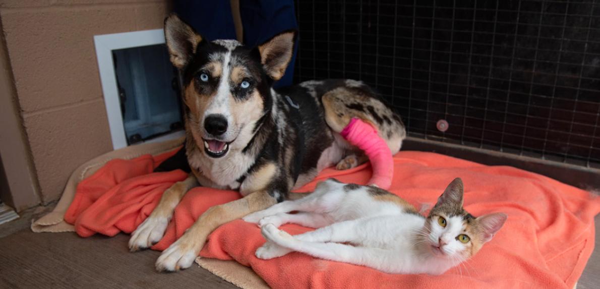 Dog and a cat lying next to each other on a blanket