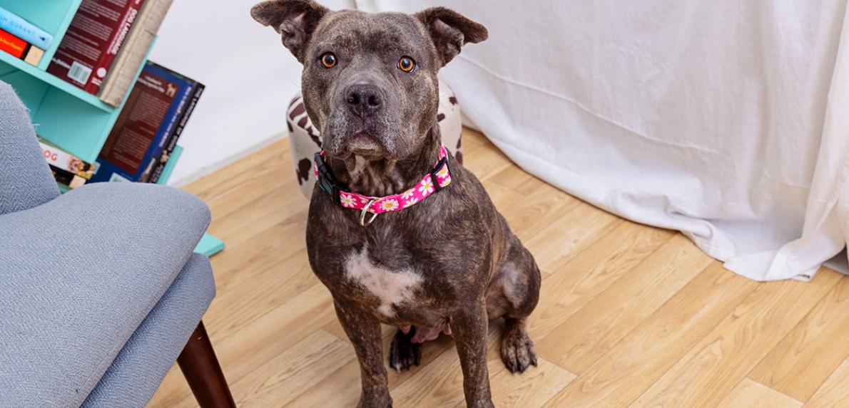 Gray and white pit-bull-type dog wearing a collar in a home environment