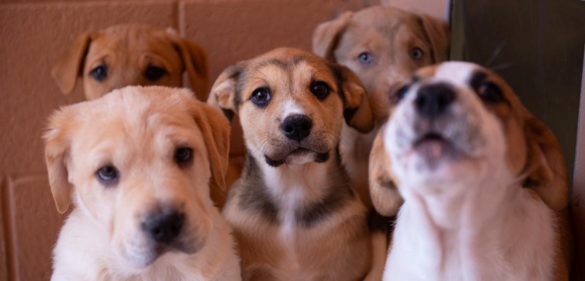 Group of five puppies together