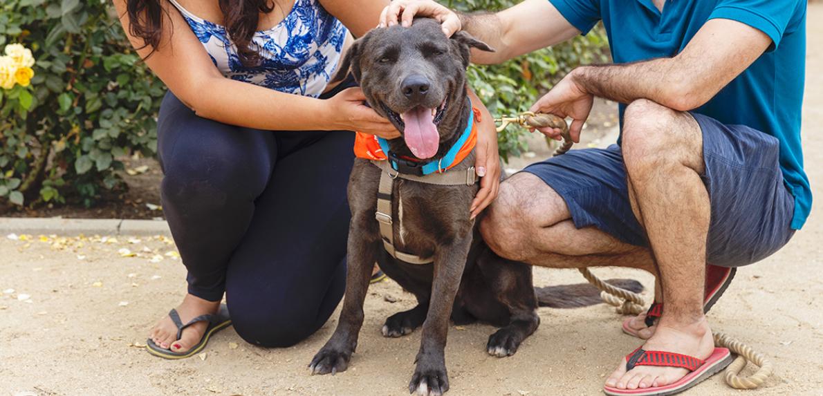 Two people squatting down to pet a happy dog whose tongue is out and eyes closed
