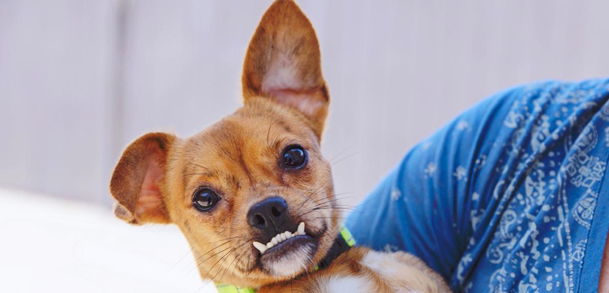 Person holding a small brown dog with an underbite