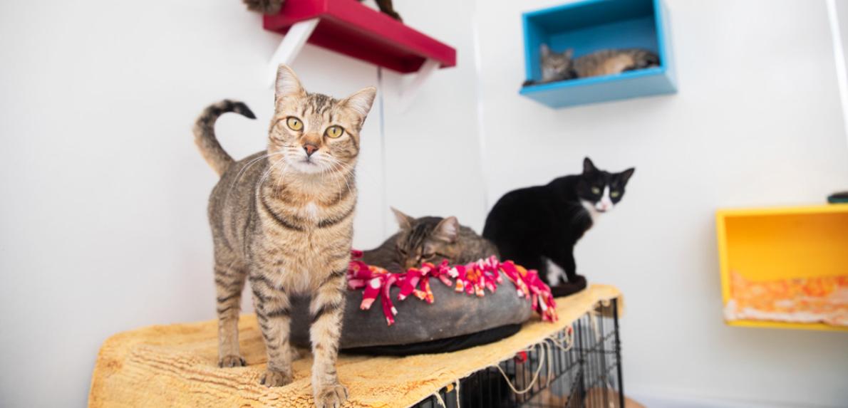 Multiple cats on a shelf