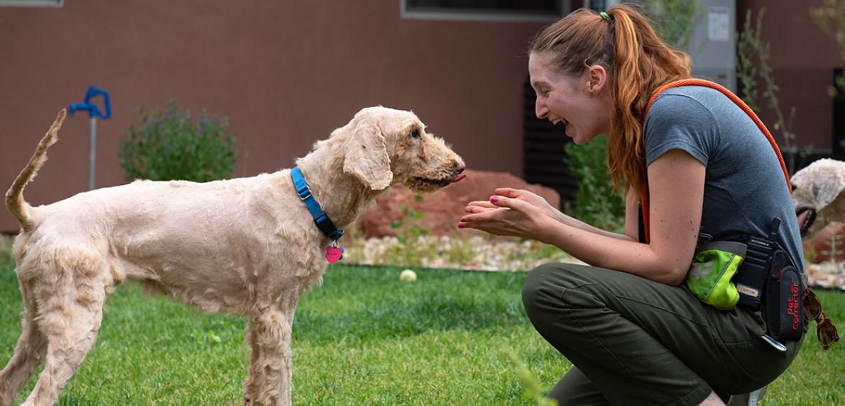 Person squatting down to pet a dog