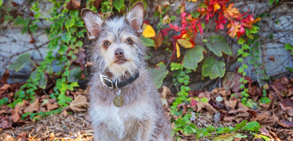 Small scruffy dog in front of some rocks and foliage