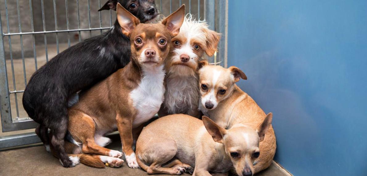 Group of five scared dogs together in a kennel