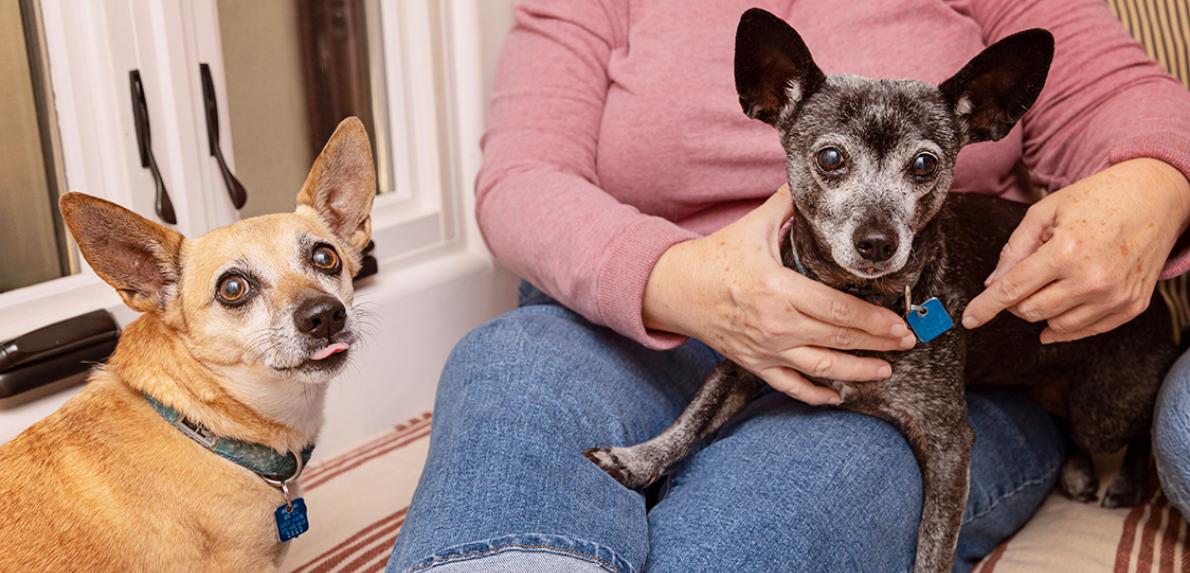 Person's lap with two Chihuahua-type dogs