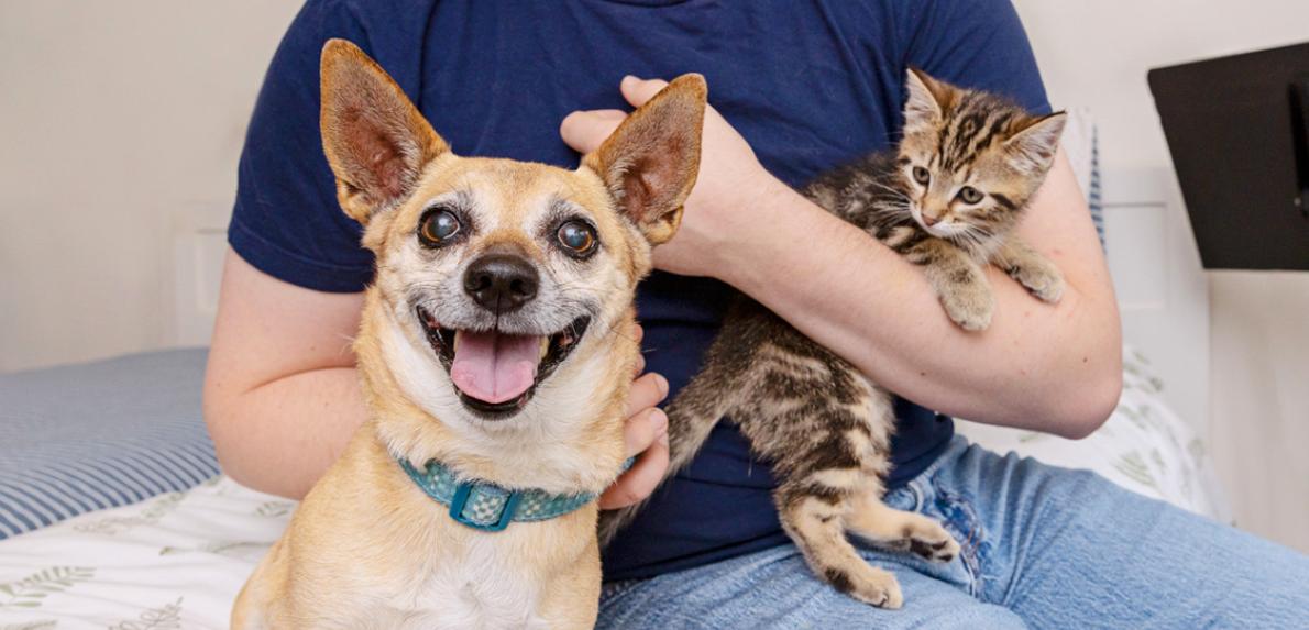 Person holding a tabby kitten with a smiling dog to his or her side