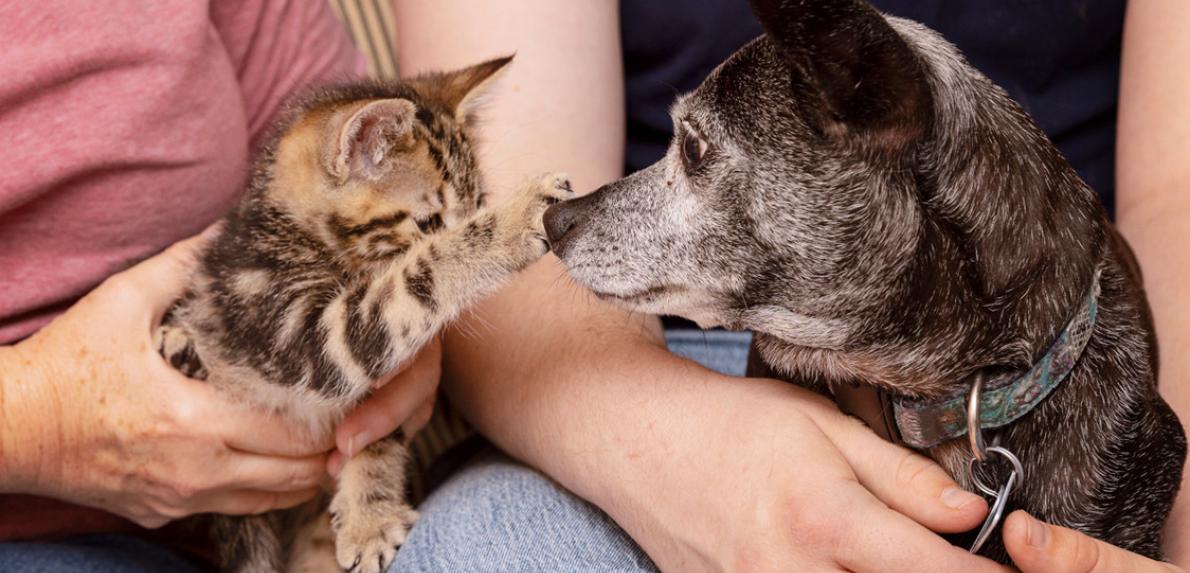 Kitten touching the nose of a small dog