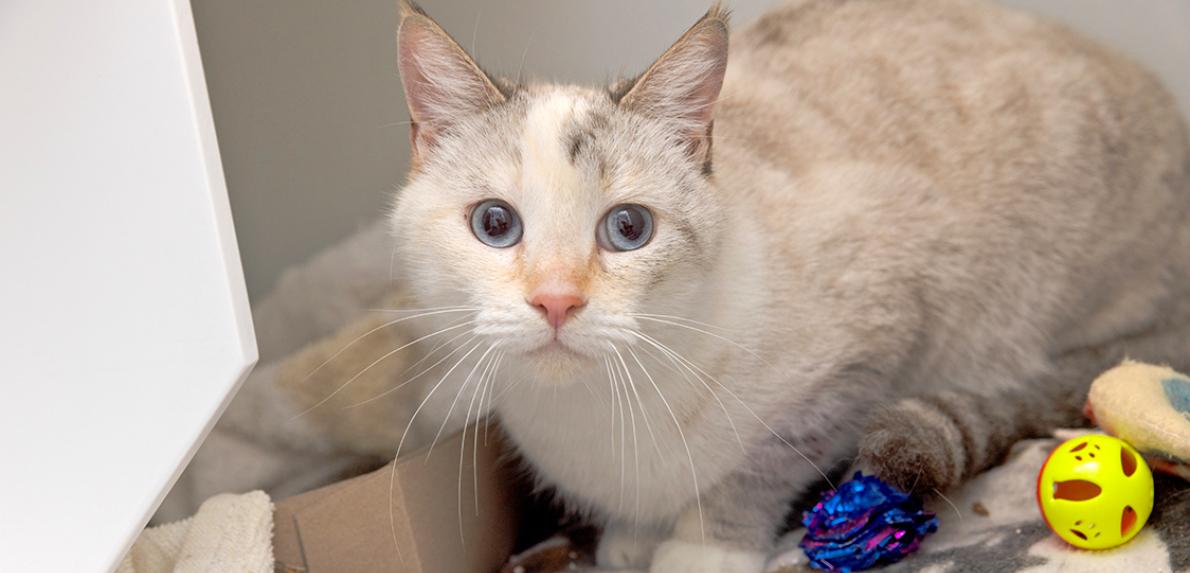 Dilute calico cat with blue eyes beside some cat toys