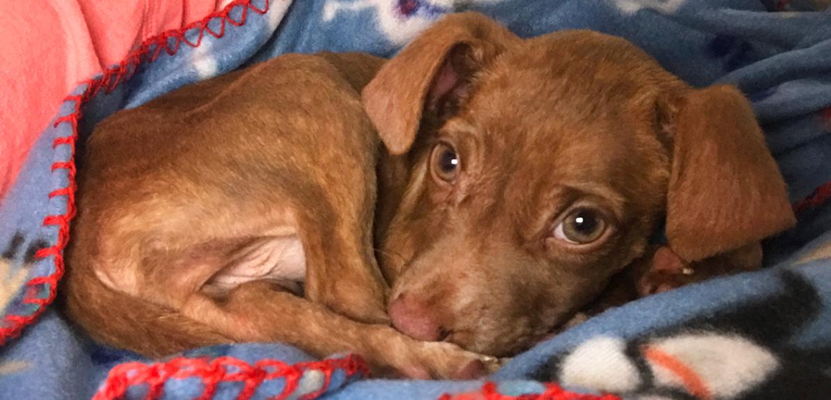 Small brown puppy lying on a blanket