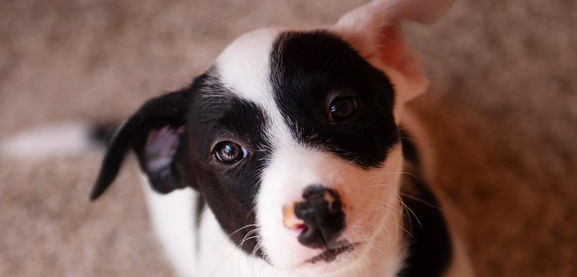 Face of a black and white puppy