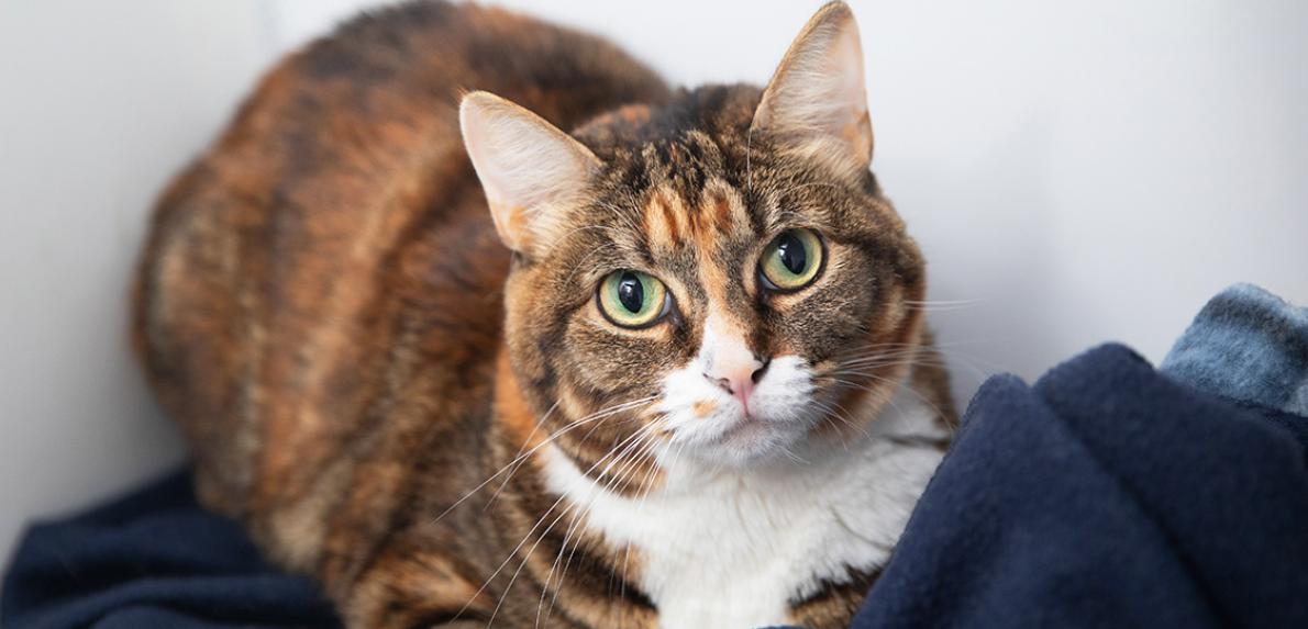 Calico cat lying on a blanket