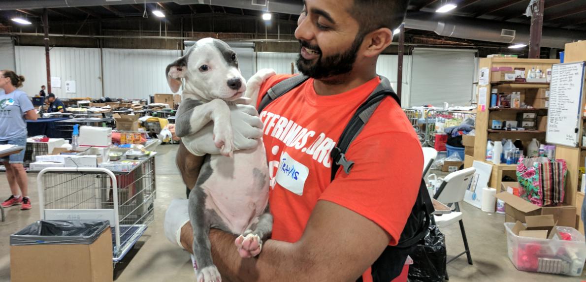 Dog during hurricane evacuation