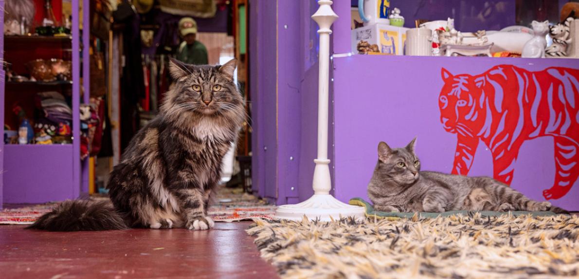 Franklin y Nigel los gatos en una tienda vintage llamada Catnip Coalition