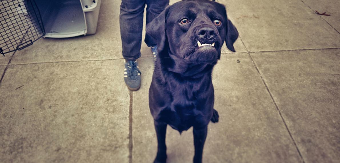 Black dog with underbite after being transported during the Los Angeles wildfires