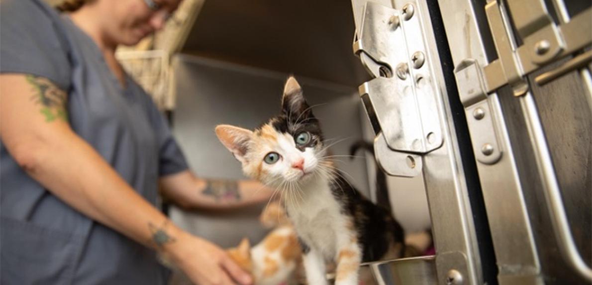 Calico kitten in a stainless steel kennel with a person behind her