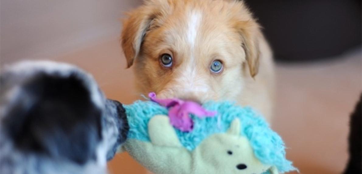 Tan and white puppy holding a toy in his mouth