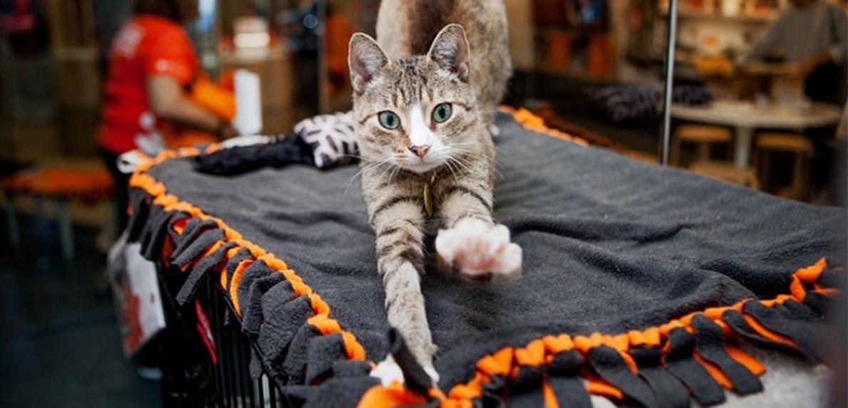 Cat stretching her front legs on a black and orange cushion