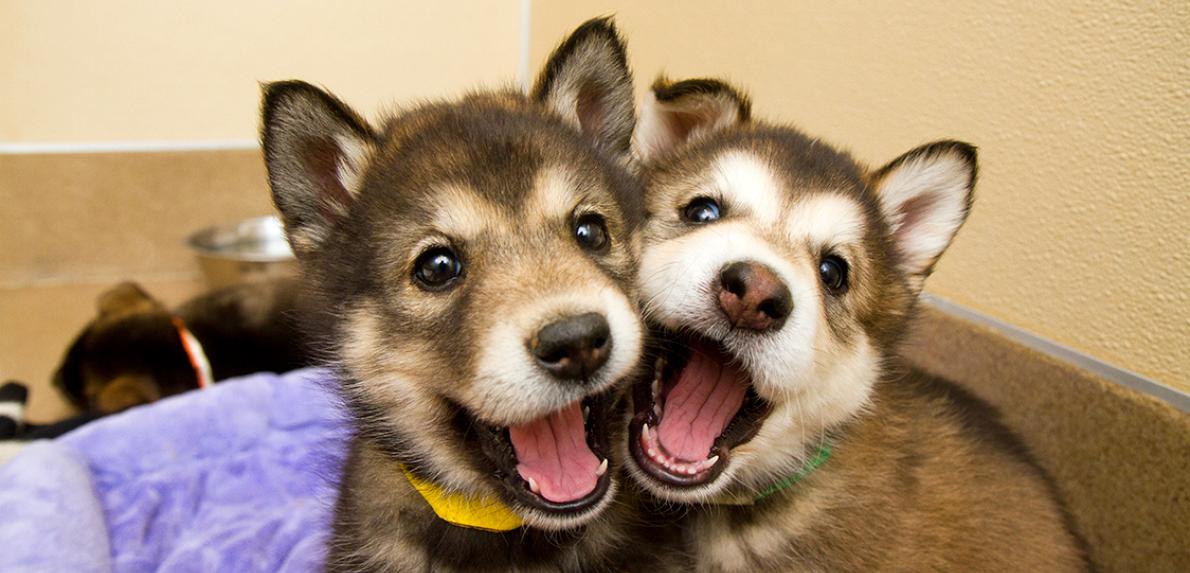 Two husky puppies with their mouths open playing