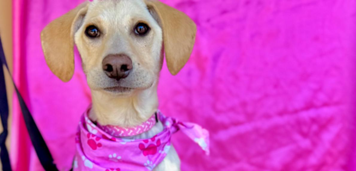 Brown dog wearing a pink bandanna with a pink background