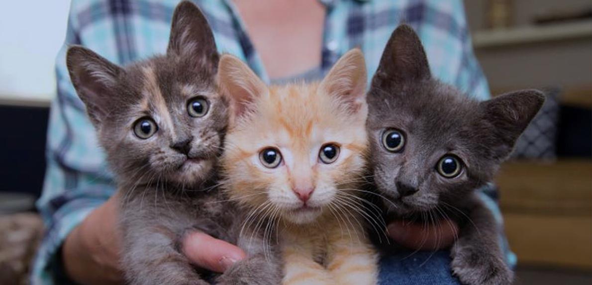 Person holding three kittens, one dilute calico, one orange tabby, and one gray