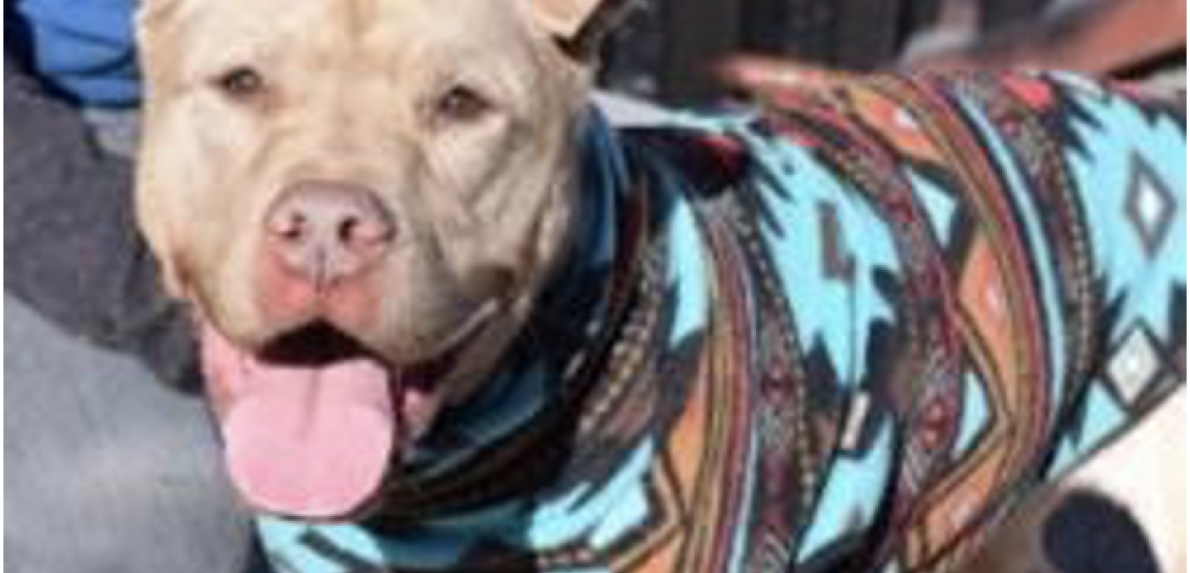 Machiatto the dog smiling with tongue out wearing a harness