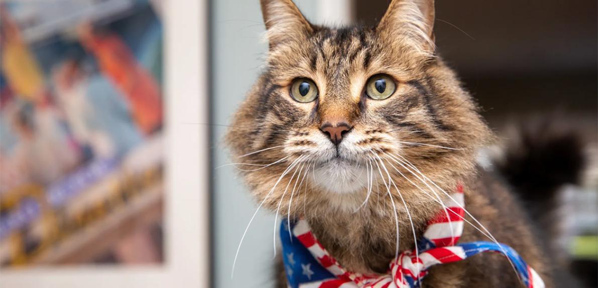 Cat wearing a red, white, and blue bandanna