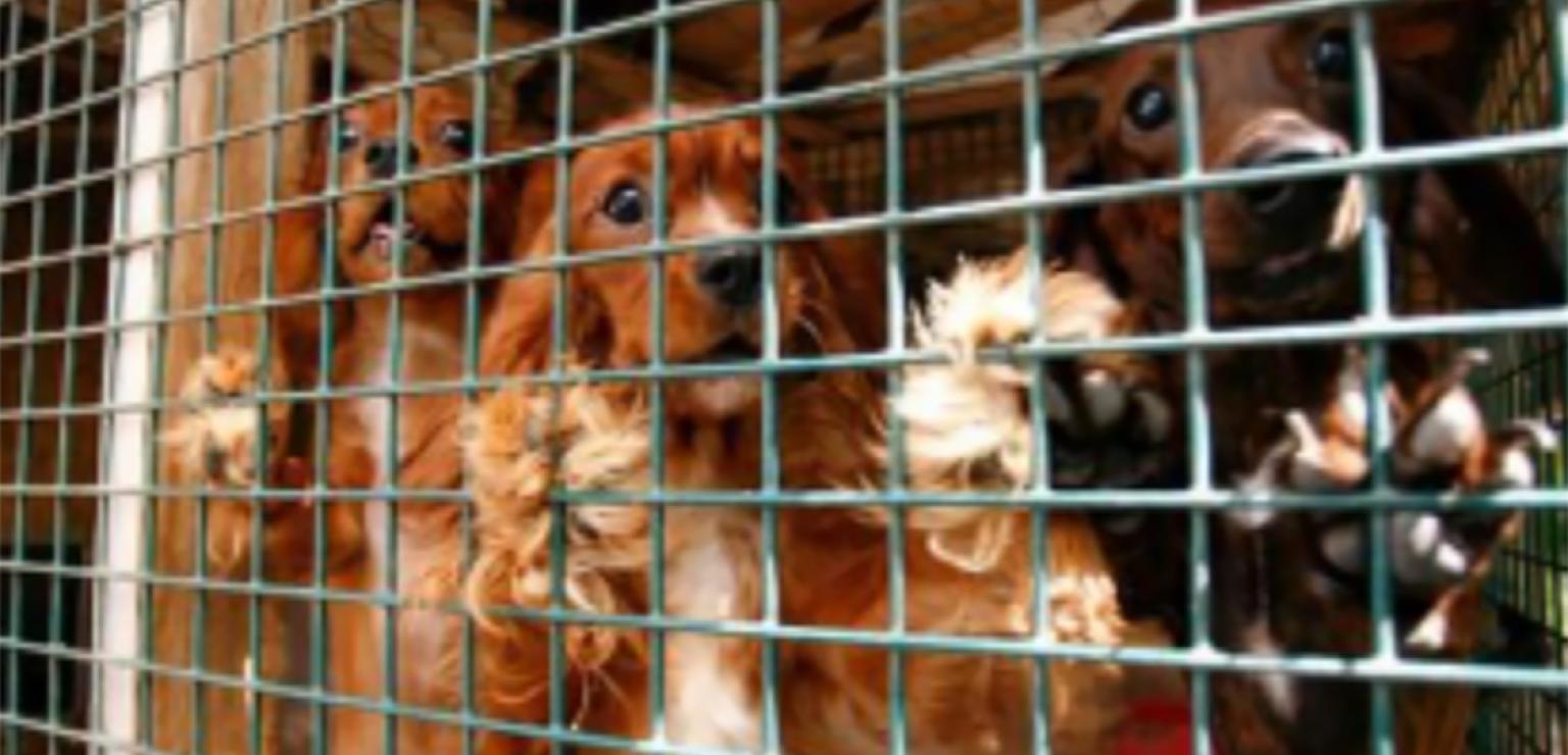 Dogs in a cage in a puppy mill