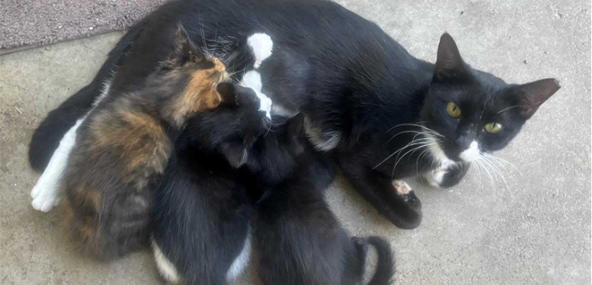 Black and white cat lying down nursing kittens