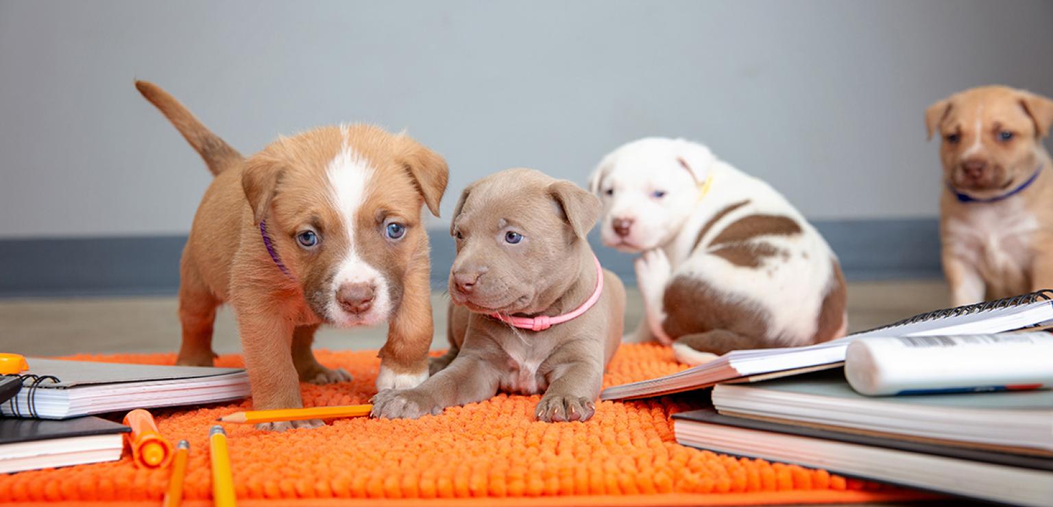Four puppies beside school supplies