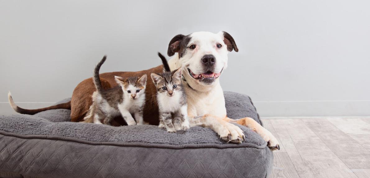 Dog lying on a large gray dog bed beside two kittens