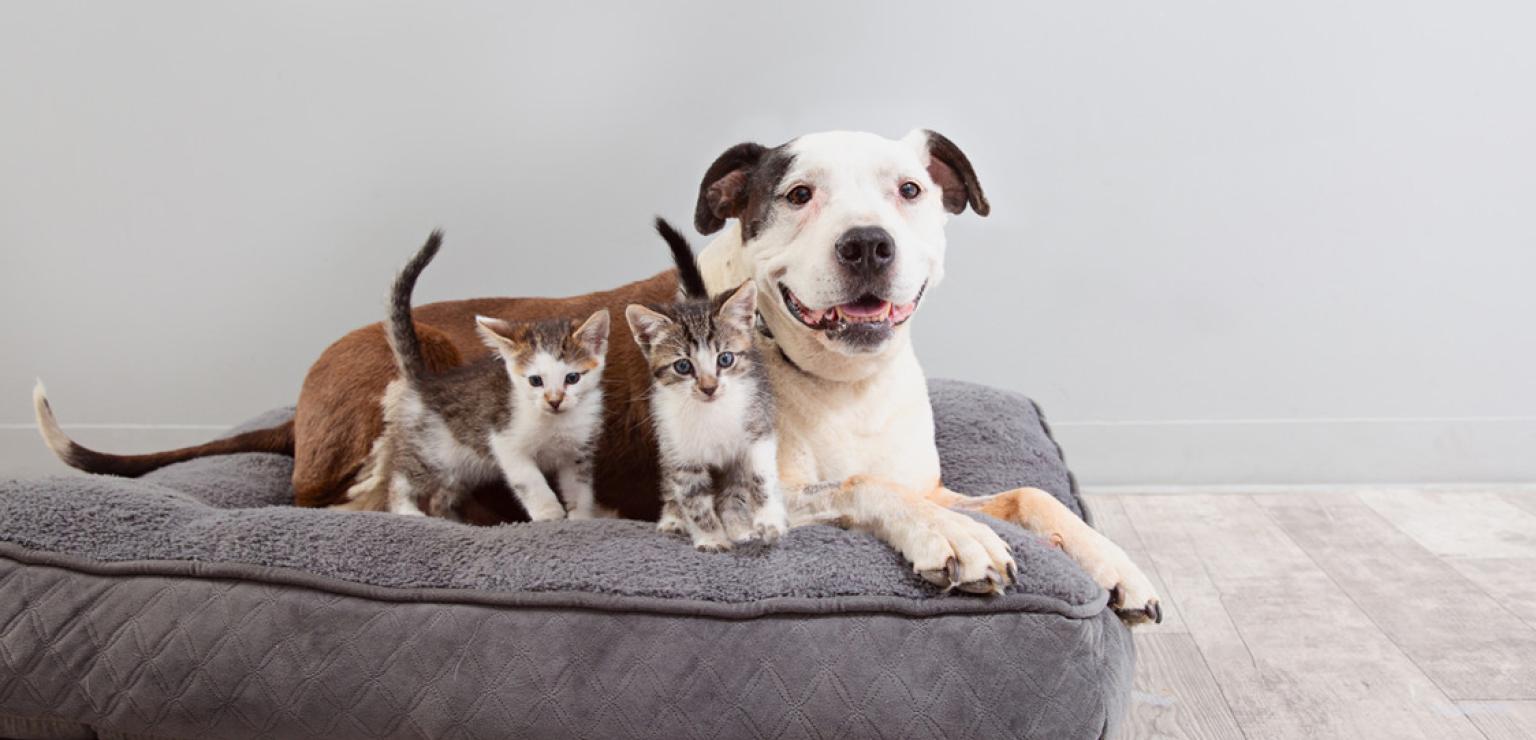 Dog lying on a large gray dog bed beside two kittens