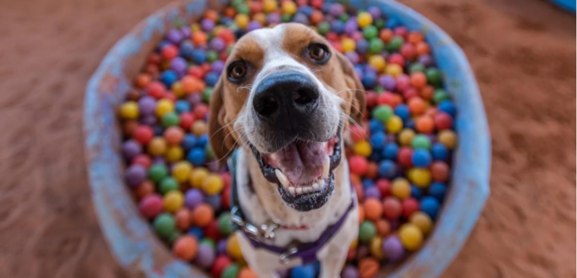 Smiling dog in a pool filled with multi-colored balls