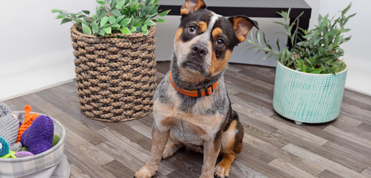 Buzby the dog in a home environment between some plants