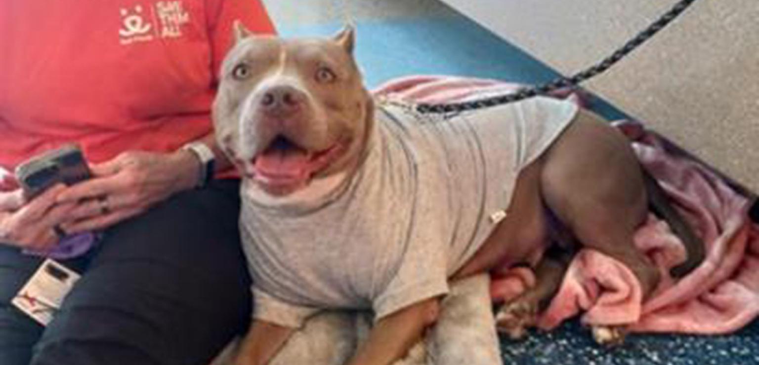 Happy dog with cropped ears smiling and wearing a T-shirt next to a person wearing a Best Friends T-shirt